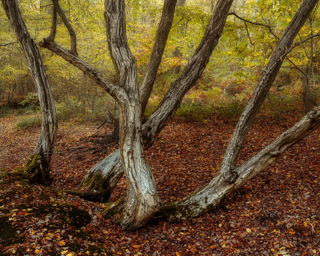 Gnarled trees with thick, textured trunks stand amidst a forest floor blanketed in brown and orange autumn leaves, a perfect example of overcast lighting for woodland photography. The background is filled with a dense array of green foliage, creating a serene and natural woodland scene. Soft, filtered light on an overcast day adds a warm glow to the setting.