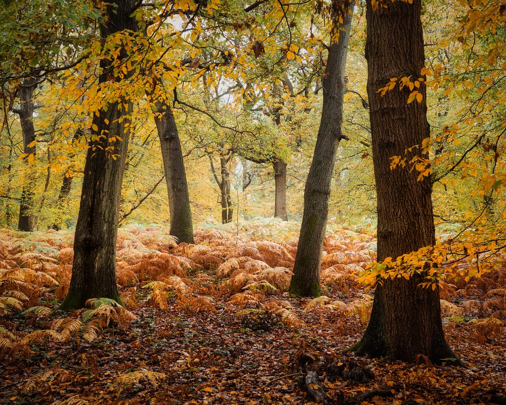 Knowing where to focus in woodland photography can be challenging when there is no obvious subject The light is even and it's shot at about 45mm. There's a little bit of haze in the far-middle ground, so I didn't want that area to be too sharp. I focused on the third tree trunk (the tree trunk next to the trunk nearest the camera) and, with an aperture of f/11, it enabled me to get all of the important elements of the image in focus while retaining a gentle focus drop-off for the background.