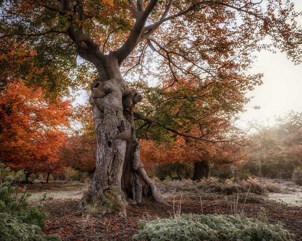 A large, gnarled tree with a twisted trunk stands in an autumnal forest. The golden, orange and red leaves weave a storytelling tapestry of colours. Fallen leaves litter the ground, and the soft, muted light guides the viewers eye through this tranquil scene.
