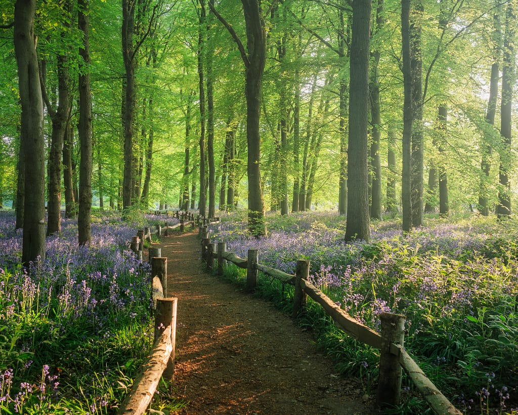 A sunlit woodland with tall green trees and a dirt path bordered by wooden railings. The ground is carpeted with blooming purple-blue wildflowers, and golden light filters through the leaves, creating a tranquil, inviting atmosphere.