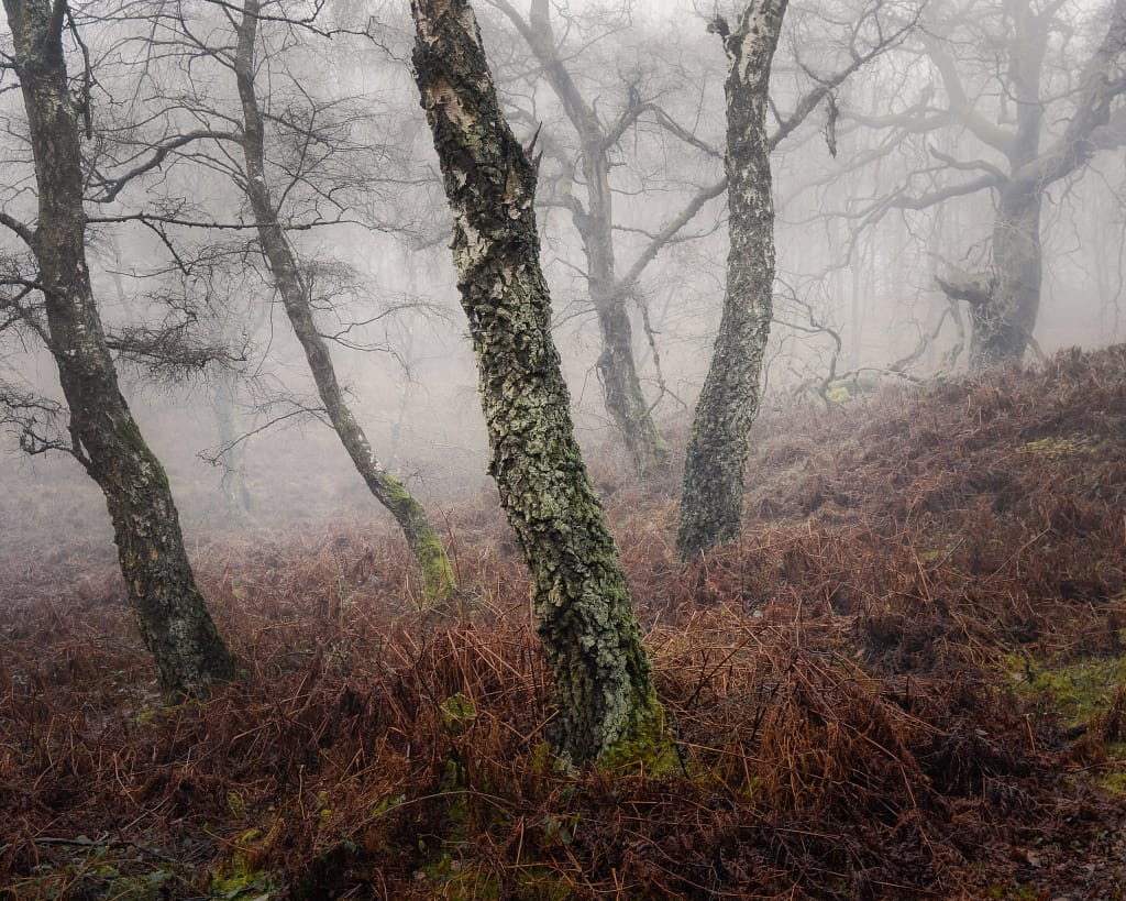 A foggy day in an ancient woodland