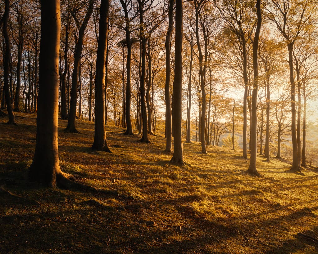 A tranquil forest scene at sunset, with tall trees casting long shadows across the ground. The golden light filters through the leaves, illuminating the earthy forest floor and creating a warm, peaceful atmosphere. The trees are mostly bare of leaves, indicating late autumn.