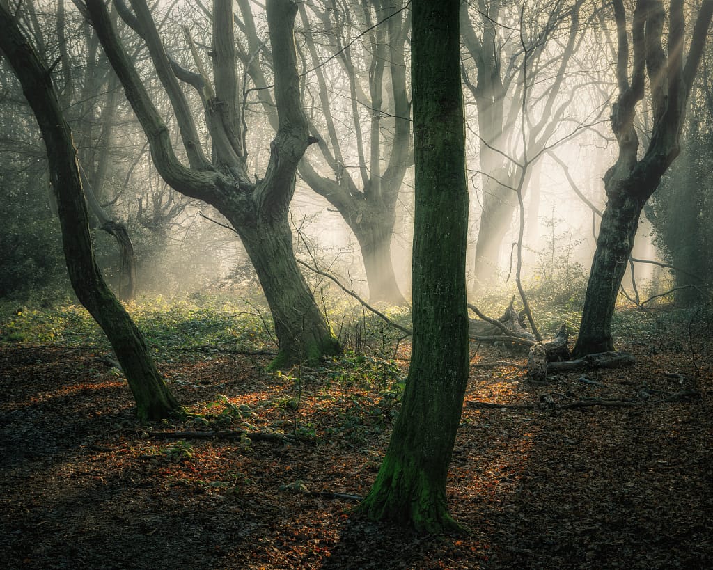 A misty forest scene with sunlight filtering through tall, twisting trees. The ground is carpeted with fallen autumn leaves, casting dappled shadows. Soft light creates a tranquil and mystical atmosphere, with bright patches of sunlight illuminating the forest floor.