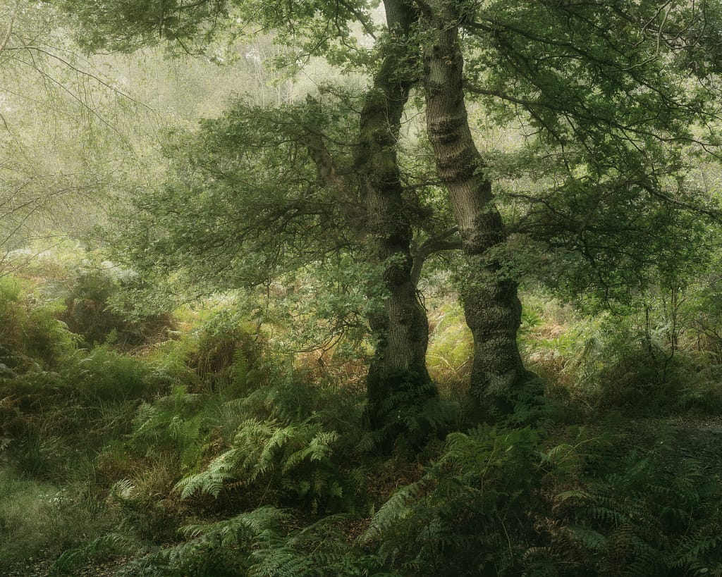 Two large, moss-covered trees with twisted trunks stand close together in a lush, green forest. Dense ferns and undergrowth carpet the woodland floor, highlighting the challenges of woodland photography with soft, filtered sunlight that creates a misty, tranquil atmosphere overhead.