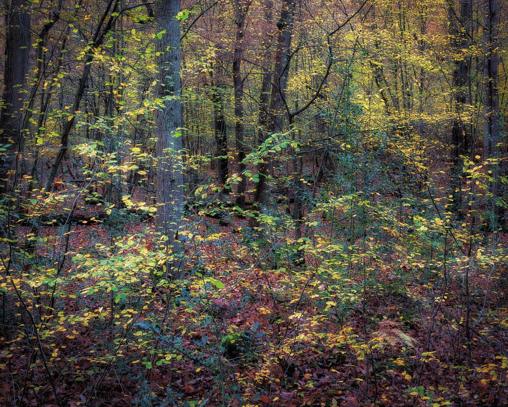 A dense forest scene with tall trees and a colourful undergrowth. The ground is covered with fallen leaves in shades of red and brown, while light filters through the canopy, illuminating the yellow and green foliage of the trees. The atmosphere is serene and autumnal.