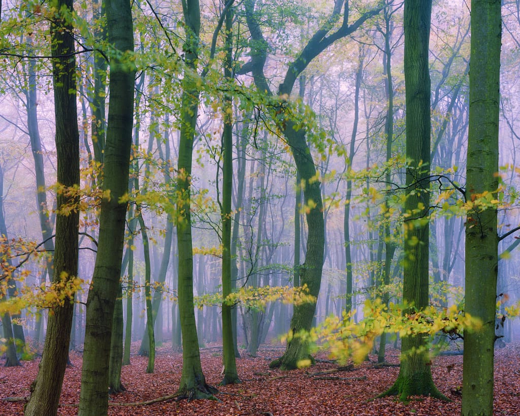 A misty autumn forest with tall trees bearing slender trunks and light green leaves. The ground is carpeted with fallen, reddish-brown leaves. Soft, diffused light filters through the dense canopy, creating a serene and atmospheric scene.