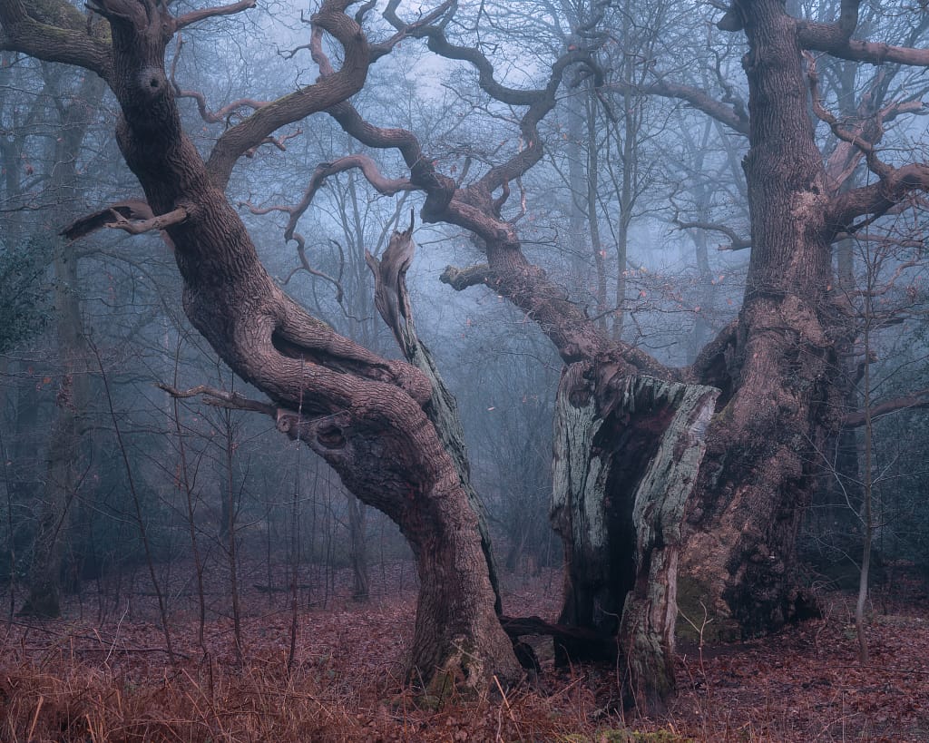 Two large, gnarled trees with twisted, thick branches stand in a misty woodland. The moody atmosphere captures the essence of a cold winter morning in the woods - the best time for woodland photography, as fog weaves through bare branches and brown leaves carpet the forest floor.