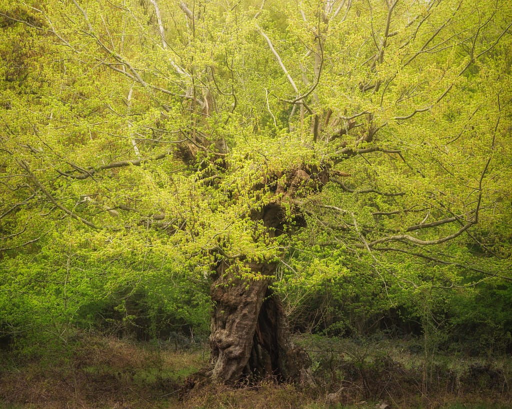 A large, gnarled tree with a thick trunk and sprawling branches adorned with vibrant green leaves stands in a verdant forest. Sunlight filters through the foliage, creating a soft glow. The ground is covered in undergrowth and dry foliage, enhancing the tree’s majestic presence.