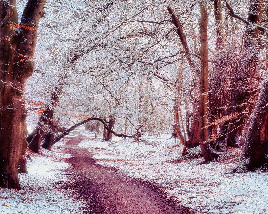 A tranquil winter woodland scene with a winding path dusted lightly with snow. Bare trees arch over the path, their branches frosted with a few dried leaves clinging to them. The background fades into a soft, wintry haze, creating a calm and peaceful atmosphere.