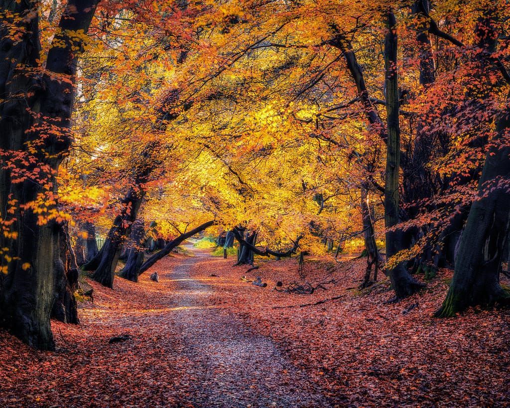 A picturesque forest path covered in orange and red leaves, surrounded by trees with vibrant autumn foliage. The trees arch gracefully over the path, creating a tunnel effect. Gentle light filters through the branches, enhancing the warm colours of the leaves.