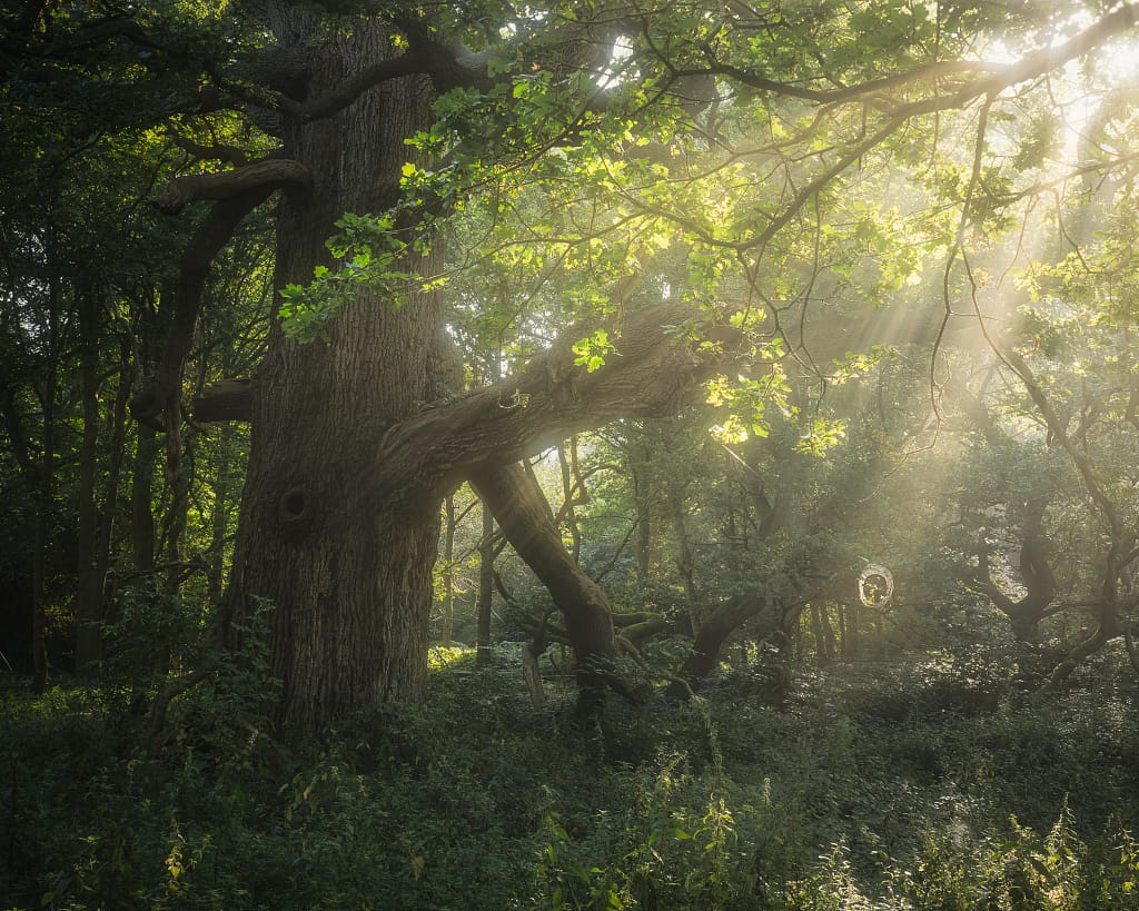 Sunlight streams through the canopy of a dense forest, illuminating lush green foliage and casting shafts of light onto tall, ancient trees. The scene is tranquil, with thick undergrowth covering the forest floor and a prominent, gnarled tree at the centre.