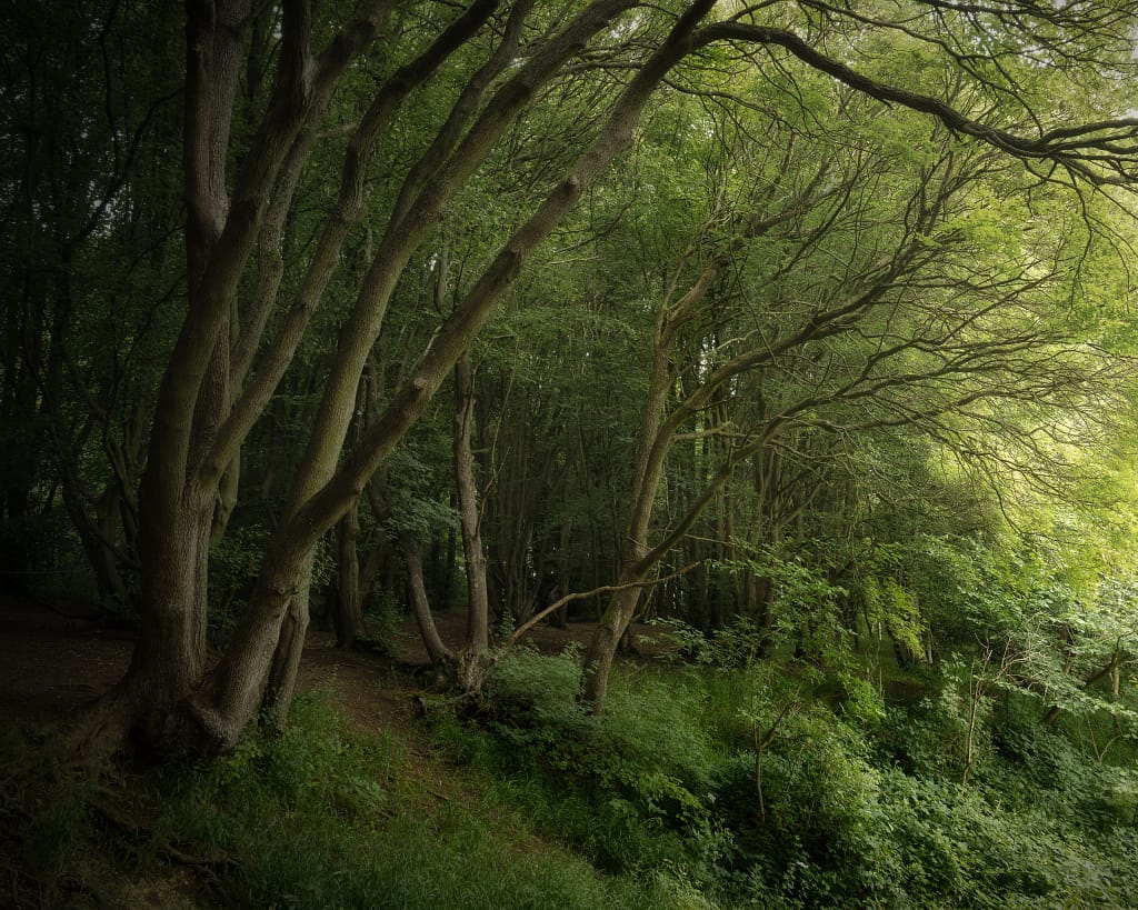 A tranquil forest scene with tall, slender trees on the left extending their branches gracefully towards the right. Sunlight filters through the dense foliage, casting gentle shadows on the lush green undergrowth, creating a calming, verdant atmosphere.