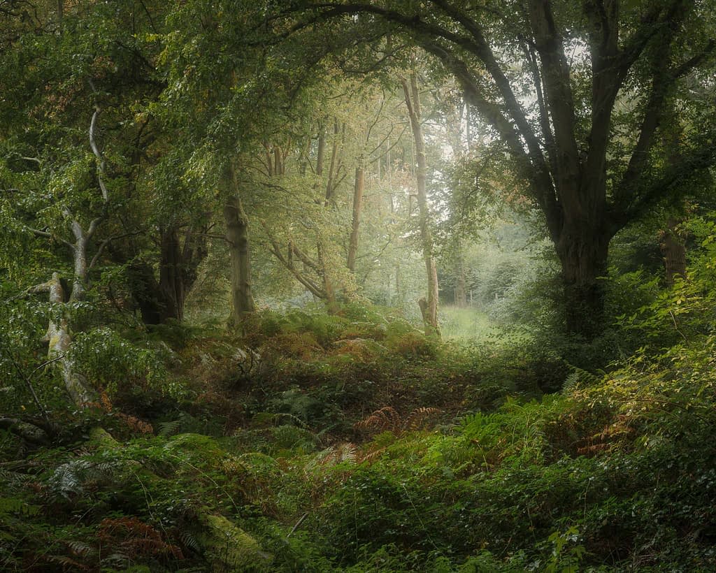 A lush, green forest with dense foliage and tall trees invites woodland photography enthusiasts. Sunlight filters through the leaves, casting soft light on the ferns below. The atmosphere is serene and misty, with a narrow path leading deeper into the woods, creating a sense of depth and tranquillity.