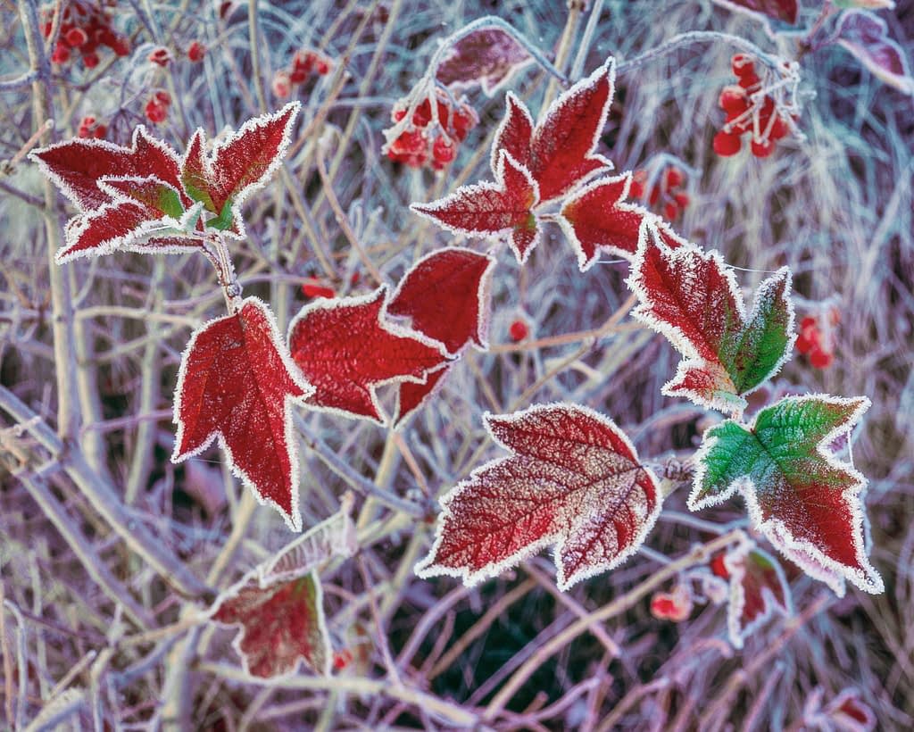 Frost-covered red leaves with green hints are sharply defined against a blurred woodland backdrop of branches and red berries. The frost creates a delicate white outline around the leaves, highlighting their edges and veins.