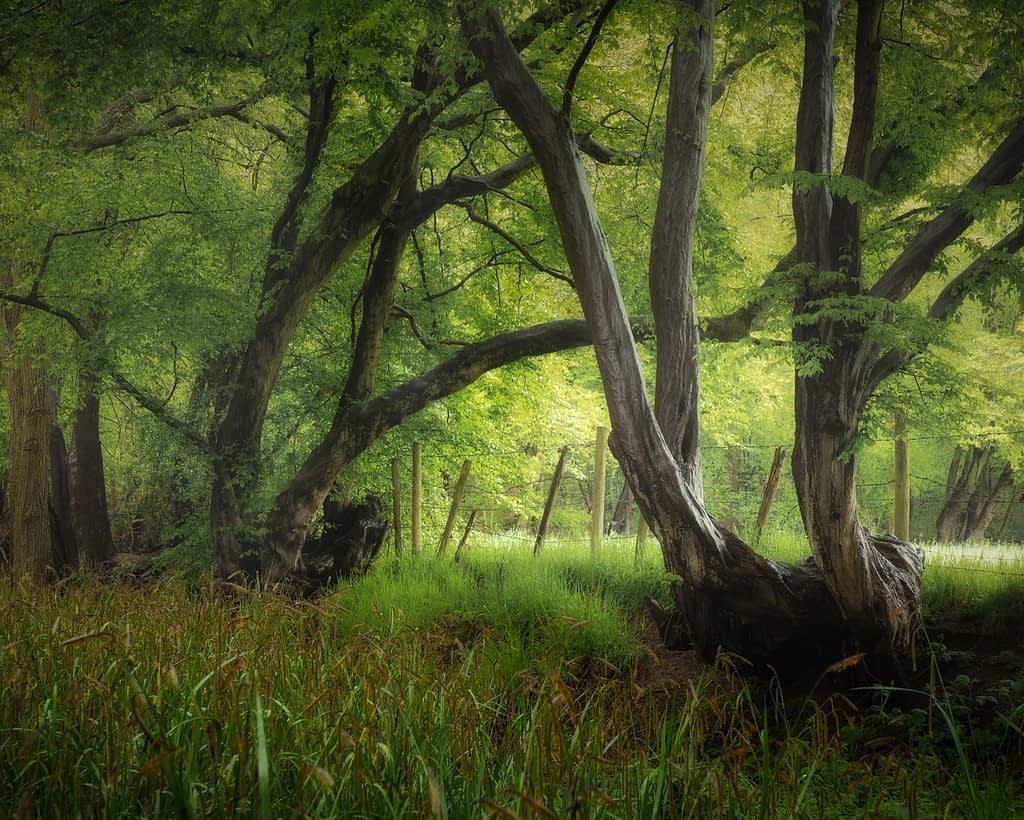 A tranquil forest scene with sunlight filtering through verdant green leaves. Two large, gnarled trees dominate the foreground, their trunks inclining towards each other. Tall grass covers the ground, and a wooden fence runs in the background, partially obscured by the dense foliage.
