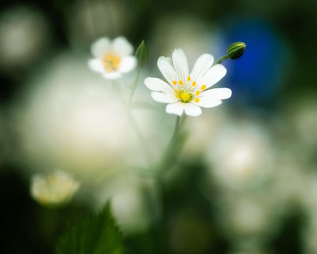 Close-up of a delicate white flower with slender petals and yellow stamens, surrounded by soft-focus greenery. A couple of additional flowers and buds are visible in the blurred background, lending a dreamy and tranquil atmosphere to the image.