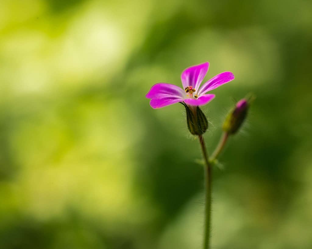 Close-up of a small purple flower with a fuzzy stem, set against a blurred green background. The flower has five petals and is accompanied by a closed bud on a slender stalk. The lighting creates a soft, serene atmosphere.