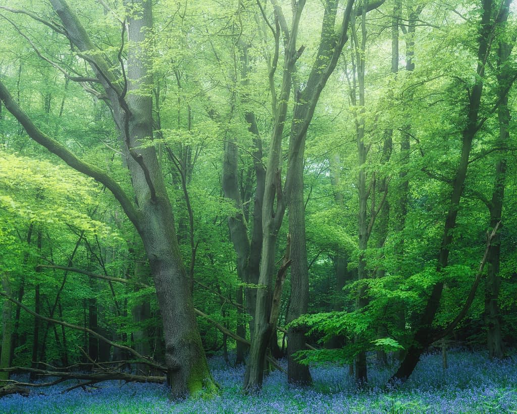 A tranquil forest scene with tall trees adorned with vibrant green foliage offers woodland photography for stress relief. The forest floor is carpeted with blooming blue flowers, creating a picturesque contrast. Soft, diffused light filters through the canopy, casting a gentle glow over this serene setting.