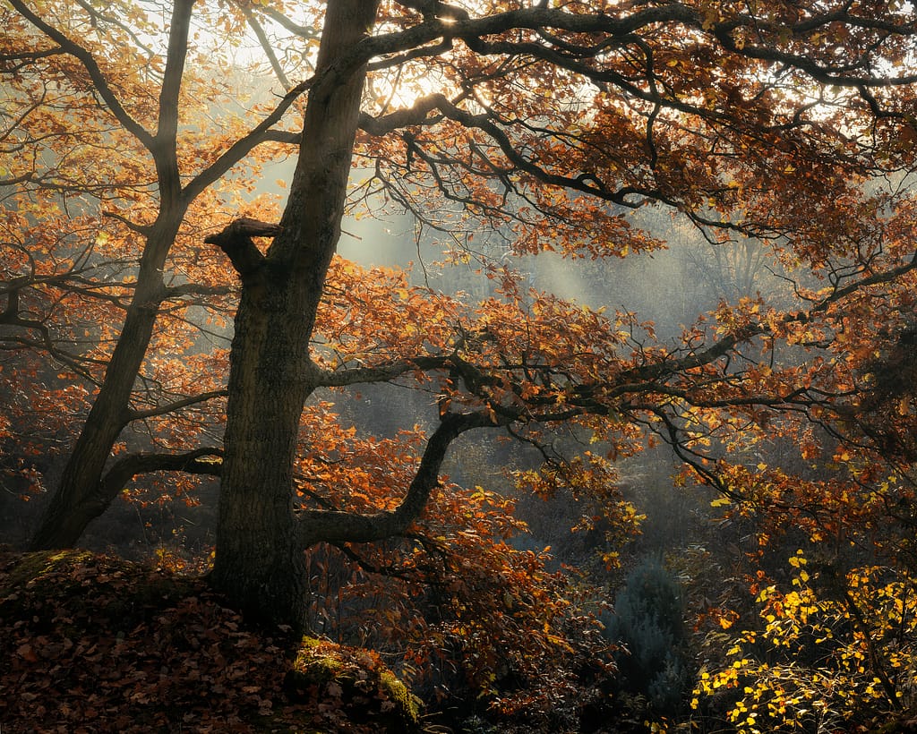 Sunlight filters through the branches of tall trees adorned with orange and yellow autumn leaves, casting a warm, dappled pattern across a tranquil forest glade. Mist lends a dreamy ambience, and it's one of the few images in my portfolio that uses HDR in woodland photography.