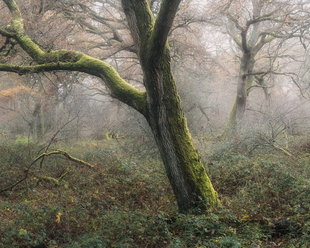A misty forest scene features a prominent tree covered in vibrant green moss, arching to the left. The background includes additional trees partially veiled by fog, creating a mysterious atmosphere. Dense undergrowth with a variety of plants carpets the forest floor.