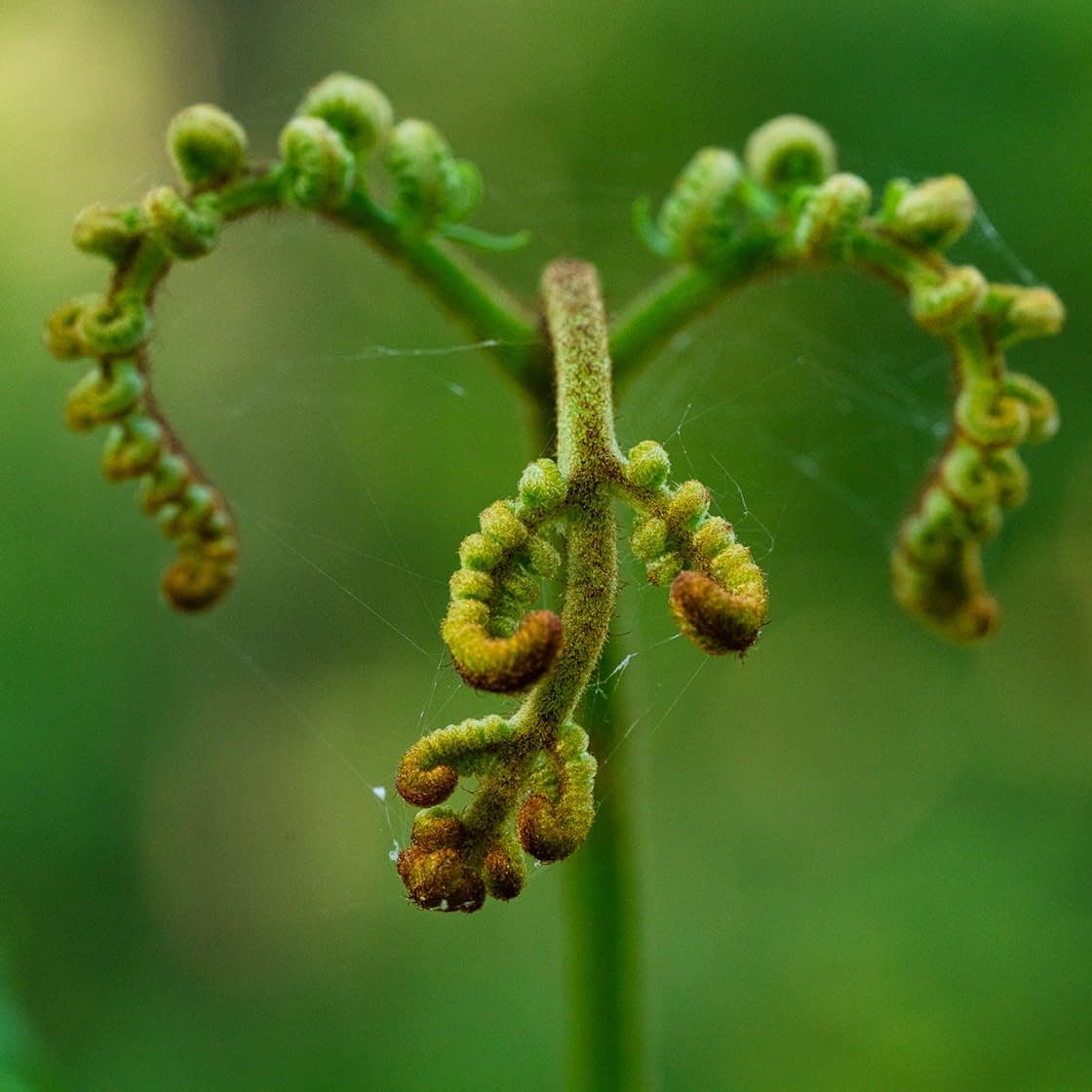 ferns-index Close-up of a young fern frond unfurling against a blurred green background, captured during a woodland photography session. The frond's curly tips, resembling fiddleheads with fine strands of spider silk interwoven, showcase the plant's fresh, natural beauty and delicate texture.