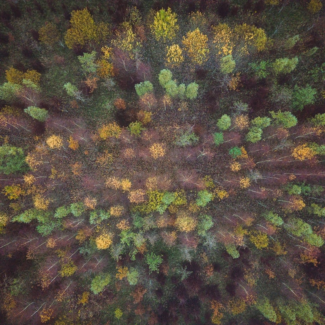 from-above-index Aerial view of a forest in autumn, showcasing a mosaic of green, yellow, and brown treetops—a masterpiece of woodland photography. The varied foliage highlights diverse tree species, crafting a textured natural tapestry with dense vegetation and scattered open spaces.