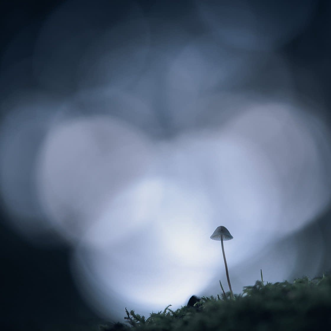 fungi-index A small, delicate mushroom stands on a mossy surface in the foreground during a peaceful nature walk. The background is blurred with large, soft circles of light, creating a dreamy bokeh effect. The scene is bathed in muted blue and gray tones, evoking a tranquil and mystical atmosphere.