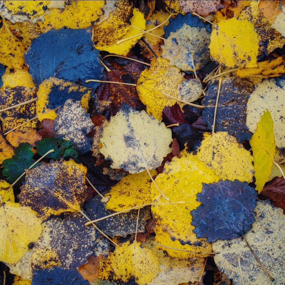 intimate-index A close-up image captures an array of autumn leaves in shades of yellow and dark purple scattered on a woodland walk. The wet leaves, glistening with droplets, enhance the vivid, multicolored pattern, exemplifying the beauty of intimate landscape photography.