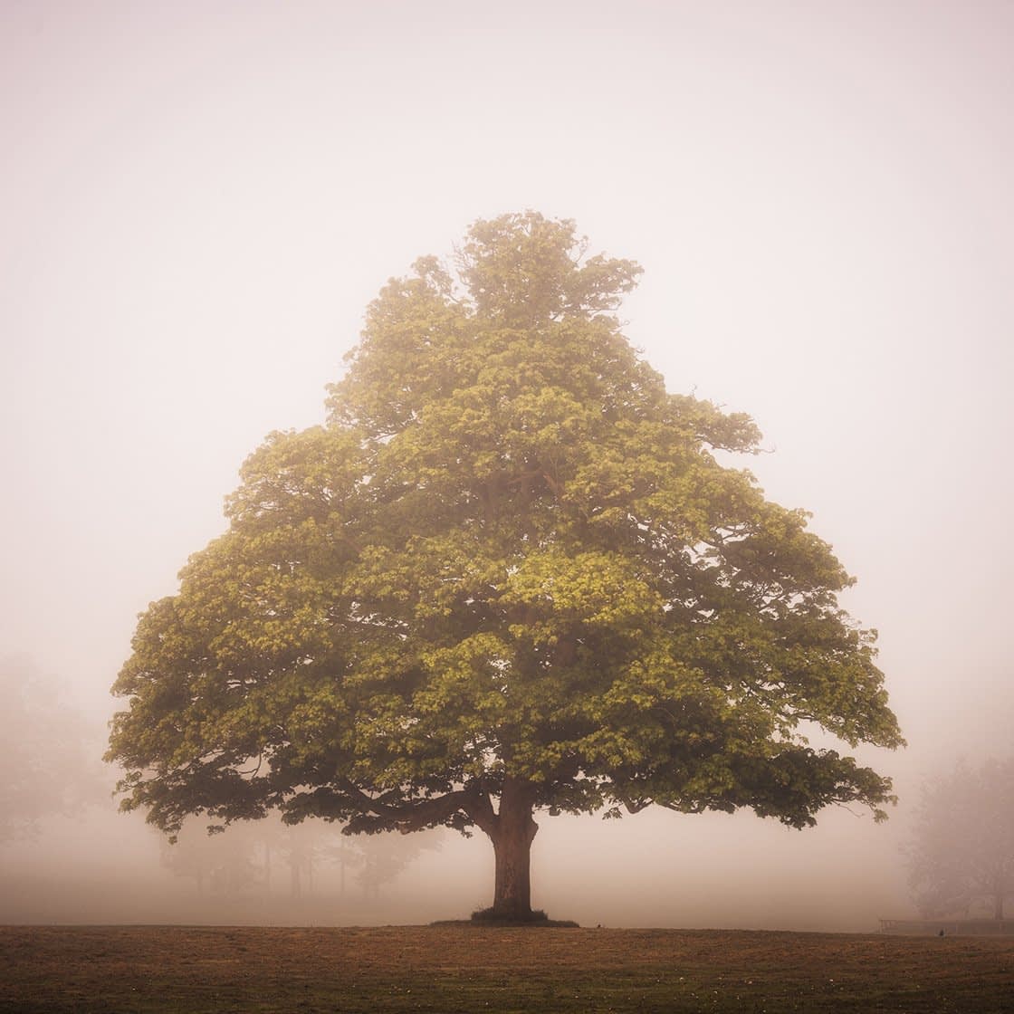 lone-tree-index A solitary, lush green sycamore tree stands in the center of a foggy landscape. The dense mist softens the background, creating a serene and mysterious atmosphere. The vibrant foliage contrasts with the muted tones of the fog, highlighting its symmetrical shape and expansive canopy.