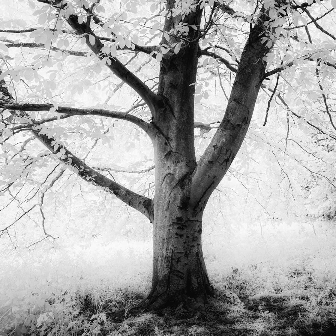 mono-index A black and white infrared image of a tree with a sturdy trunk and several branching limbs. The tree stands in a field of grass, its glowing foliage contrasting with dark bark for an ethereal effect as sunlight filters through, adding a soft, luminous quality.