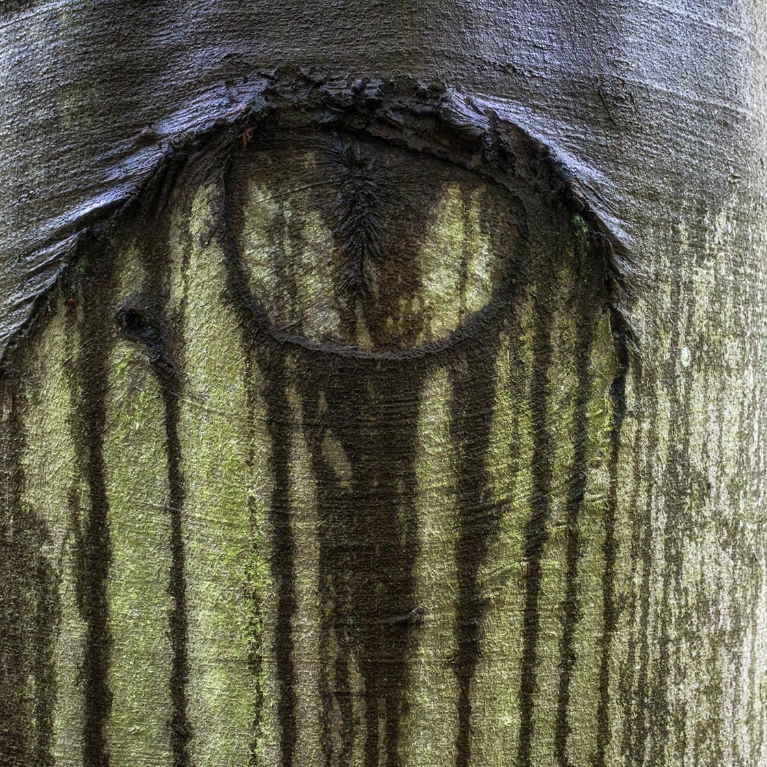 textures-index Close-up of a tree trunk with an eye-like shape in its bark. Vertical streaks of dark brown and green extend downwards, resembling tears, capturing the essence of forest photography. The rough texture and natural grey and green hues add an organic, weathered appearance, perfect for a woodland walk.