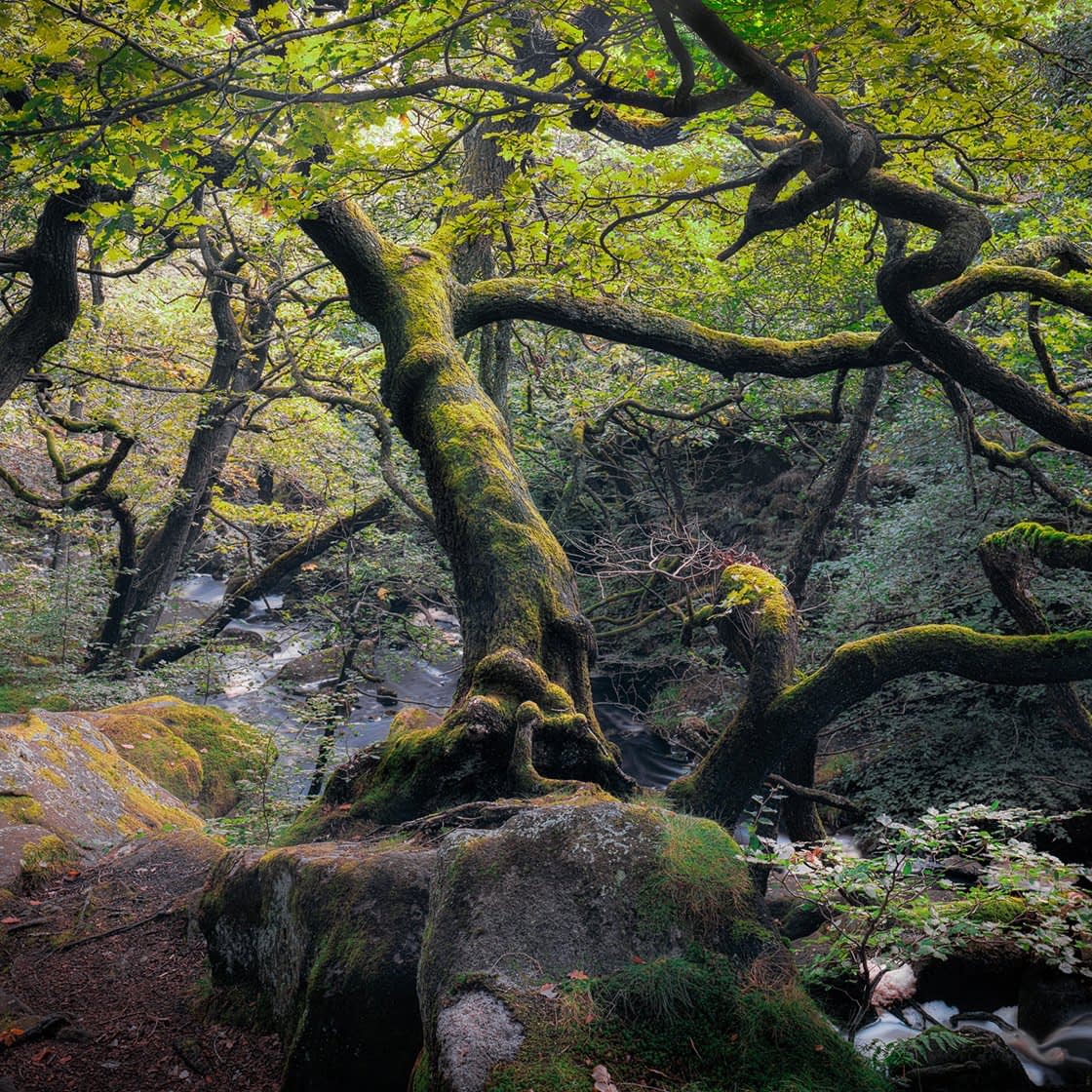 rainforest-index A mystical forest scene with twisted, moss-covered trees and branches arching over a rocky path. Sunlight filters through the lush green canopy, casting dappled shadows. A stream flows through the gorge in the background, enhancing the enchanting atmosphere of the temperate rainforest.