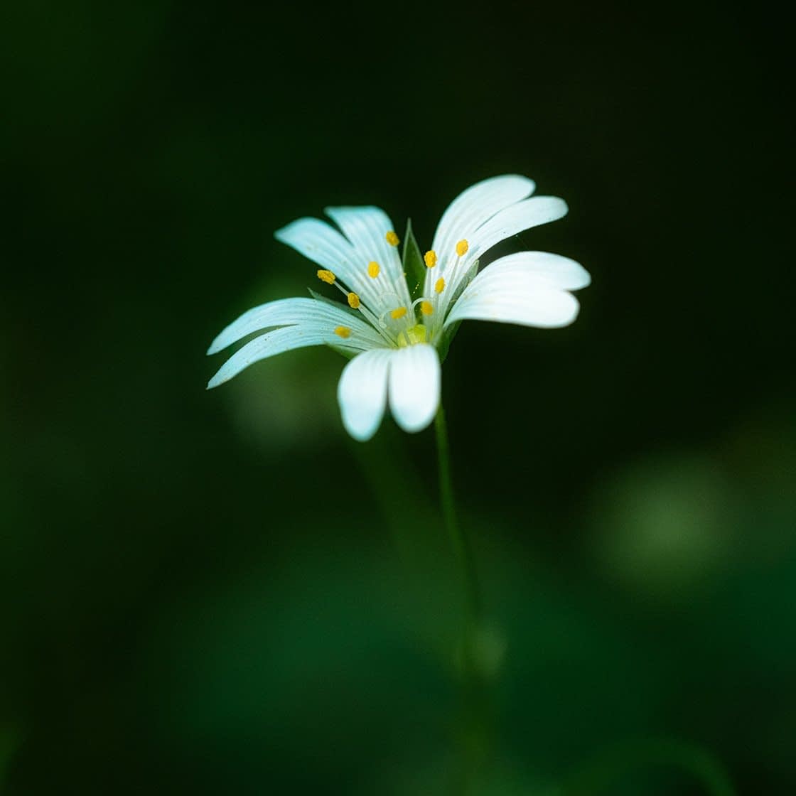 wildflowers-index Close-up of a single white flower with slender petals and yellow stamens, captured during a woodland walk. Set against a dark, blurred background, the flower is centered and well-lit, highlighting its delicate structure and vibrant details—a true gem of forest photography.