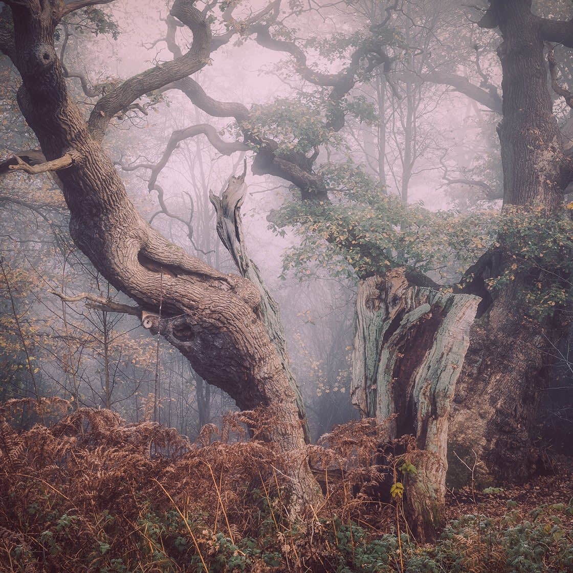 woodland-index Gnarled, ancient oak trees with twisted branches rise from the forest floor, shrouded in mist. Capturing this enchanting scene reveals a mysterious atmosphere, with brown ferns in the foreground and distant trees fading into the foggy background.