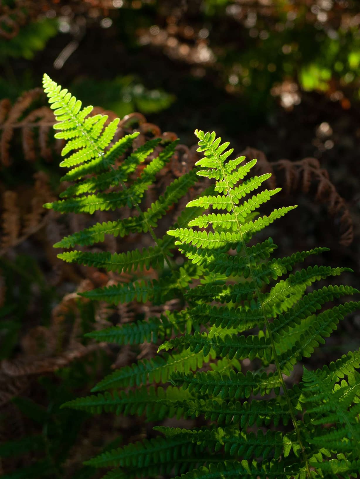 Fluorescent Fronds A close-up of vibrant green fern fronds lit by sunlight, casting intricate shadows. The background showcases blurred, darker ferns, creating a contrast. The detailed texture of the leaves is highlighted, displaying natural patterns and a lush, verdant setting.