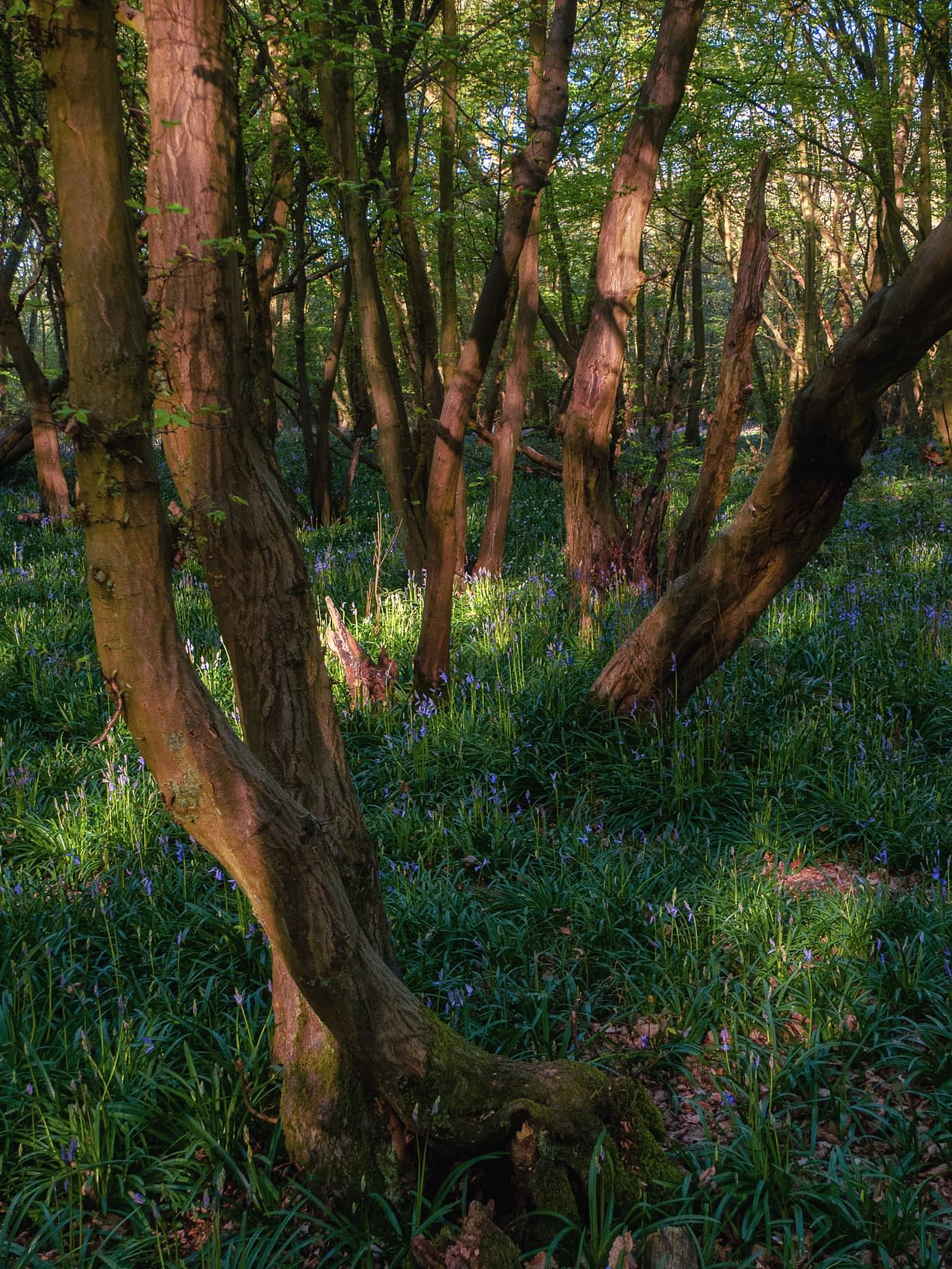 Sunlight streams through a dense wood of slender, gnarled trees; lush green grass and bluebells carpet the ground in dappled light.