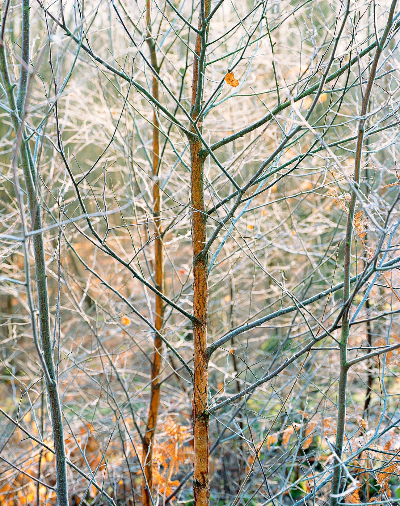 Frosted Young saplings covered in frost, backlit by the morning sun in Bencroft Wood. Broxbourne Woods NNR, Hertfordshire.