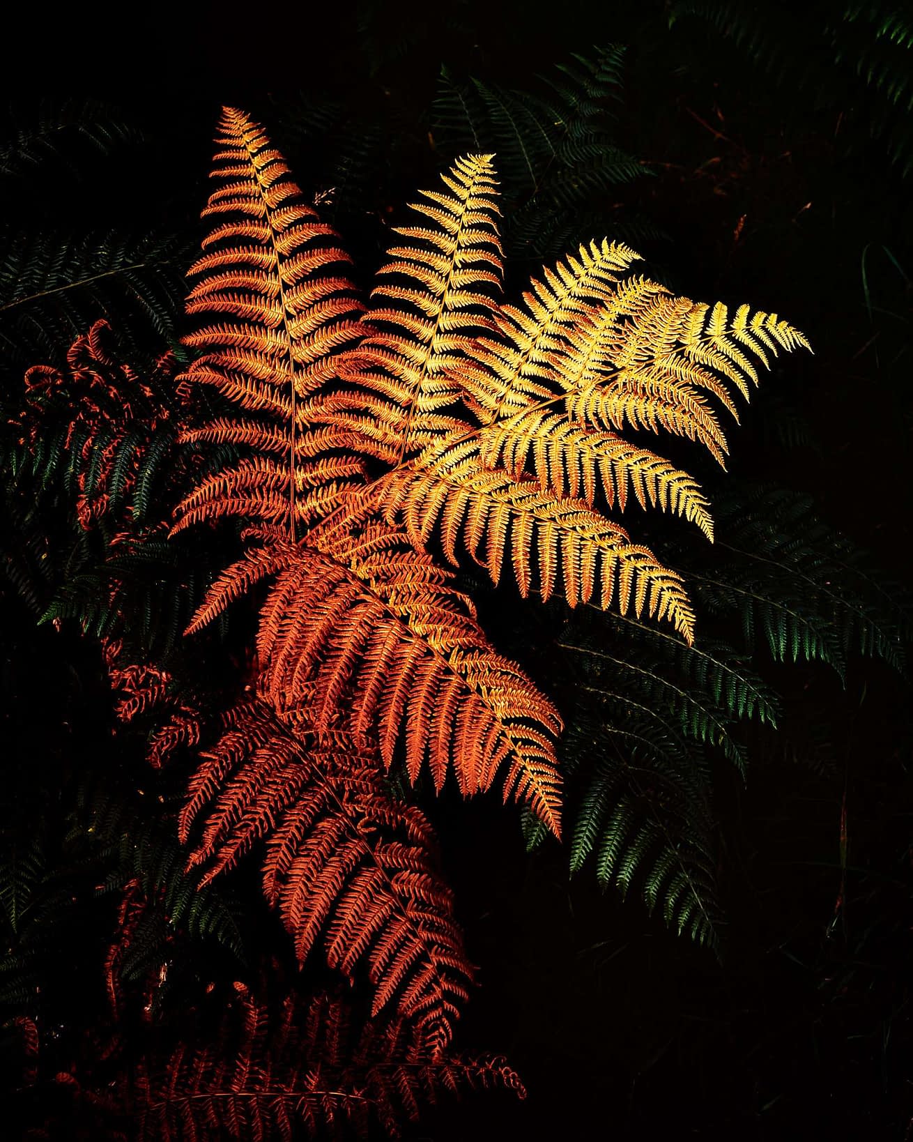 Vying For Attention Close-up of vibrant fern leaves set against a dark background. The leaves range from deep reddish-orange to bright yellow, showcasing an autumnal colour transition. The ferns have a delicate texture, with each leaflet's intricate details visible, creating a striking contrast.