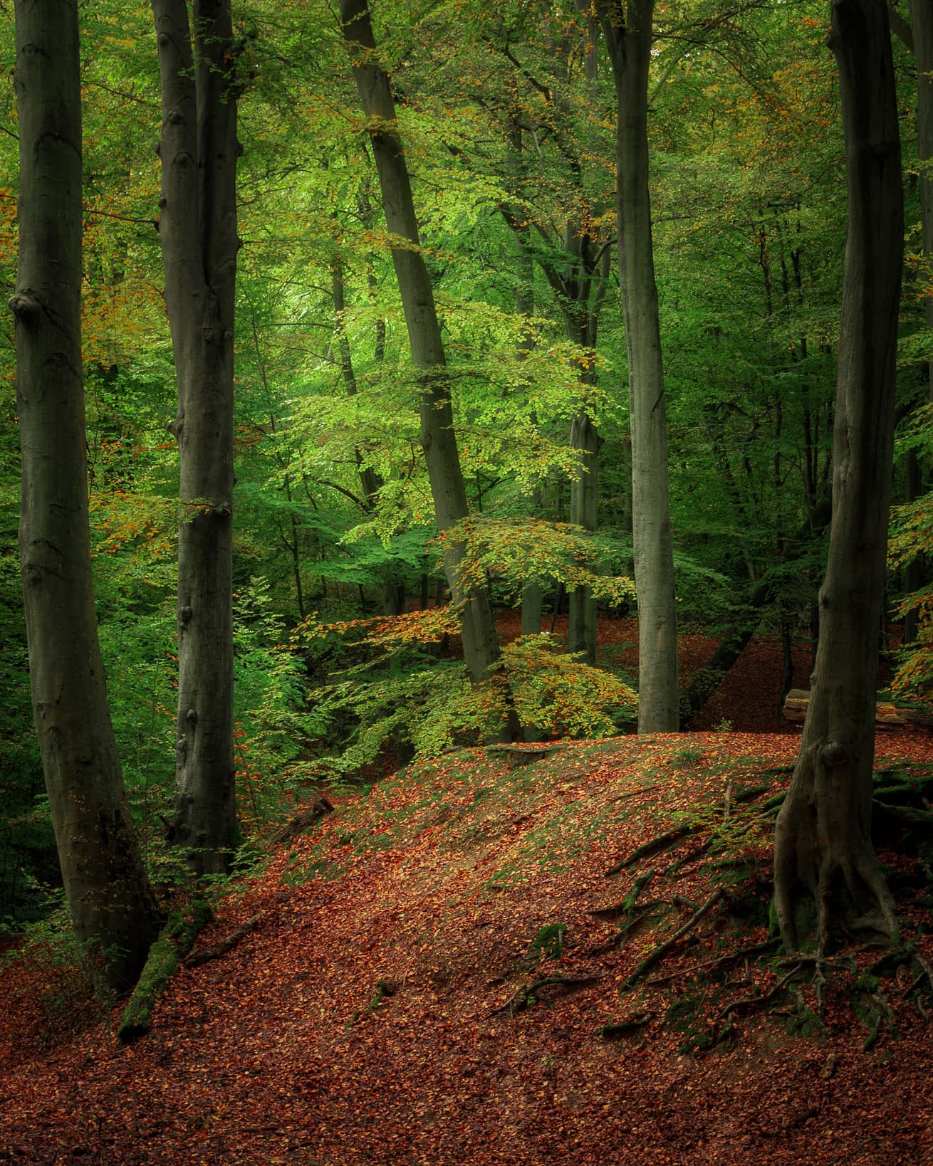 Late Summer Green summer beech woodland with exposed roots on a steep leaf-covered bank at Sevenways Plain, Burnham Beeches.