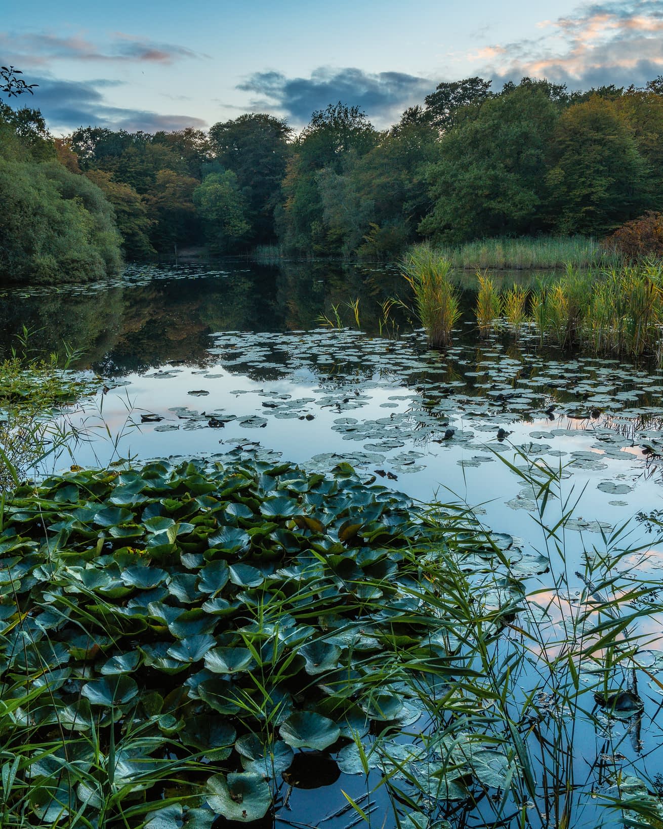 _DSC0732-Enhanced-Edit A tranquil pond encircled by dense green trees and bushes in the heart of Epping Forest under a partly cloudy sky. The pond is adorned with clusters of lily pads, while reeds grow around its edges. The calm water mirrors the sky and vegetation, creating a peaceful, natural scene.