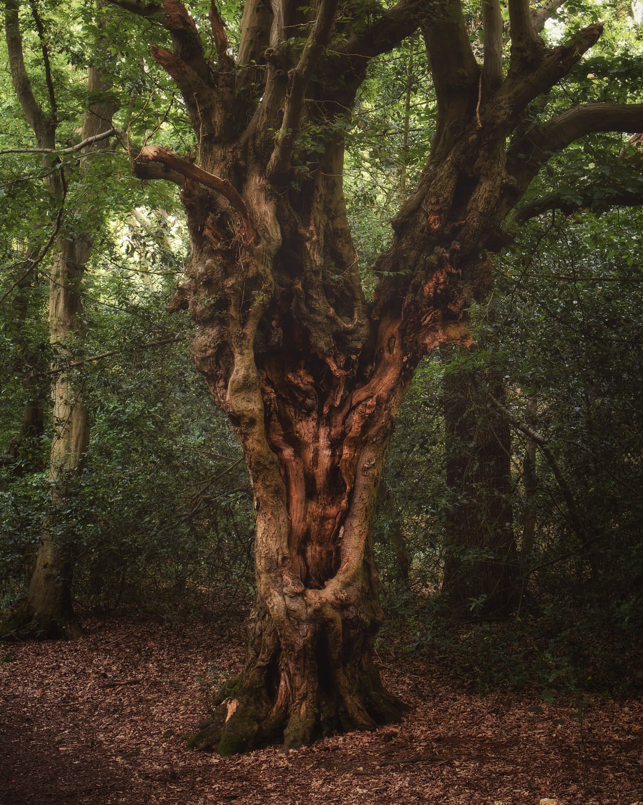 Heartwood Veteran tree with exposed red heartwood among green undergrowth