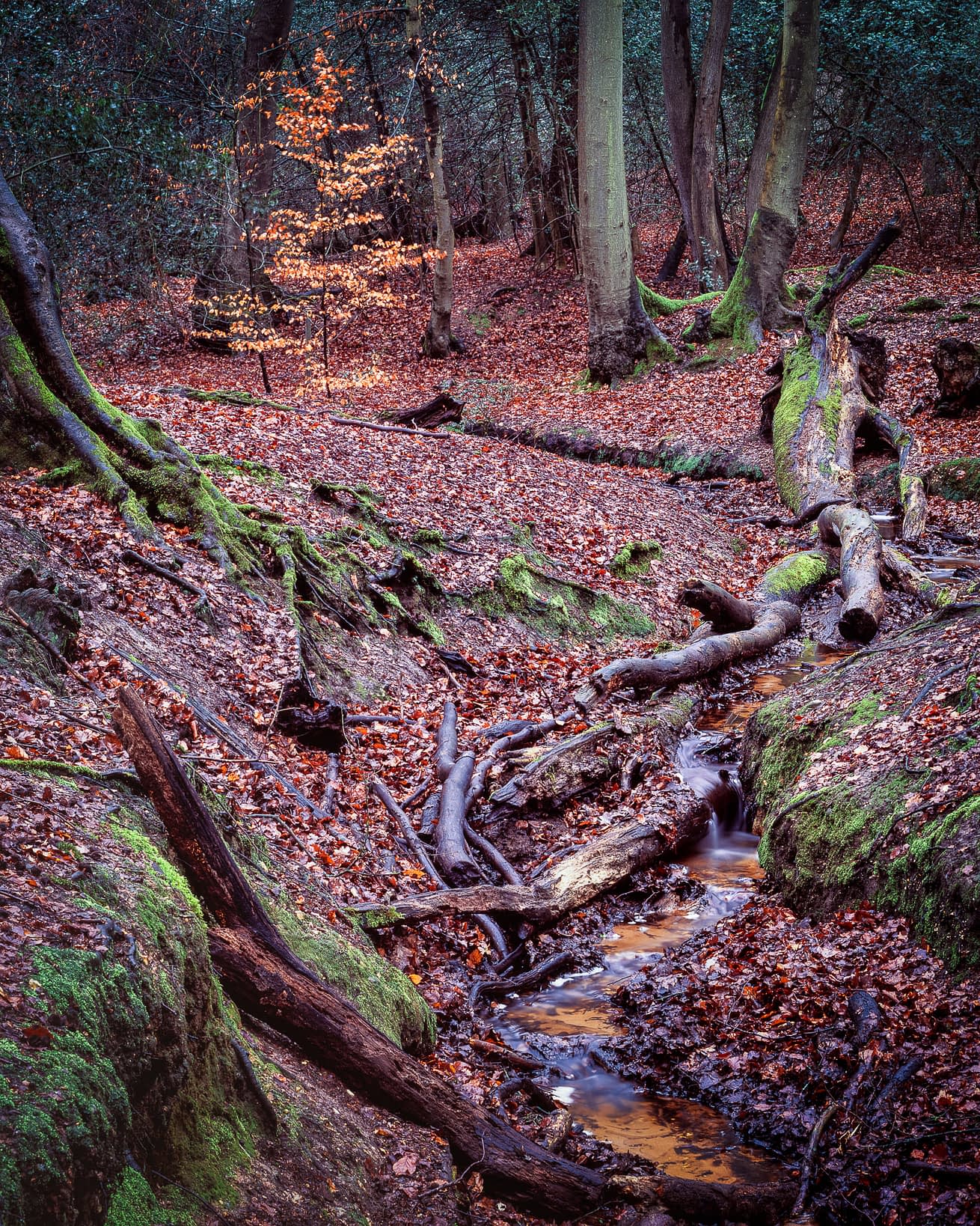Stream of Deadwood Small stream running between mossy banks and fallen deadwood at Burnham Beeches in winter, with a young beech holding pale copper leaves beyond.