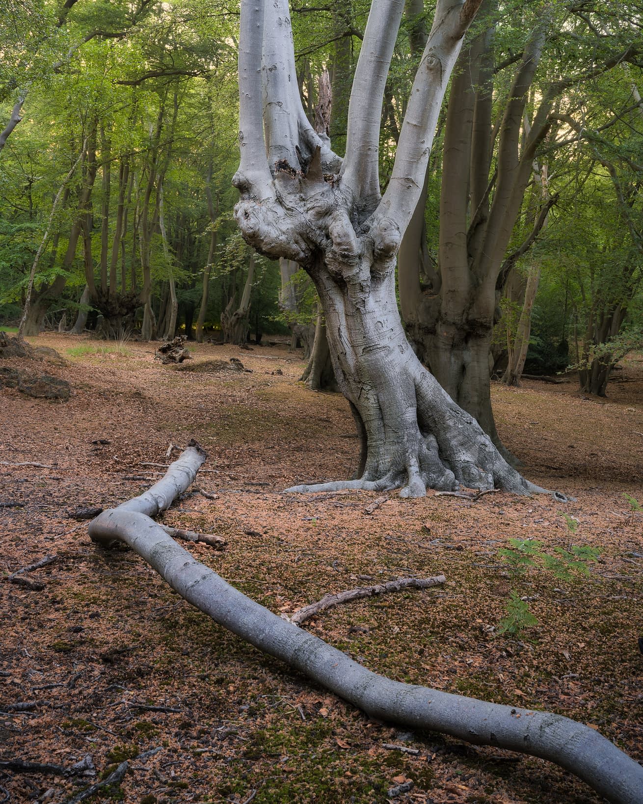 _SMA3269-Edit Pale gnarled ancient pollard at Epping Forest with a long fallen branch sweeping across the ground in front of it.