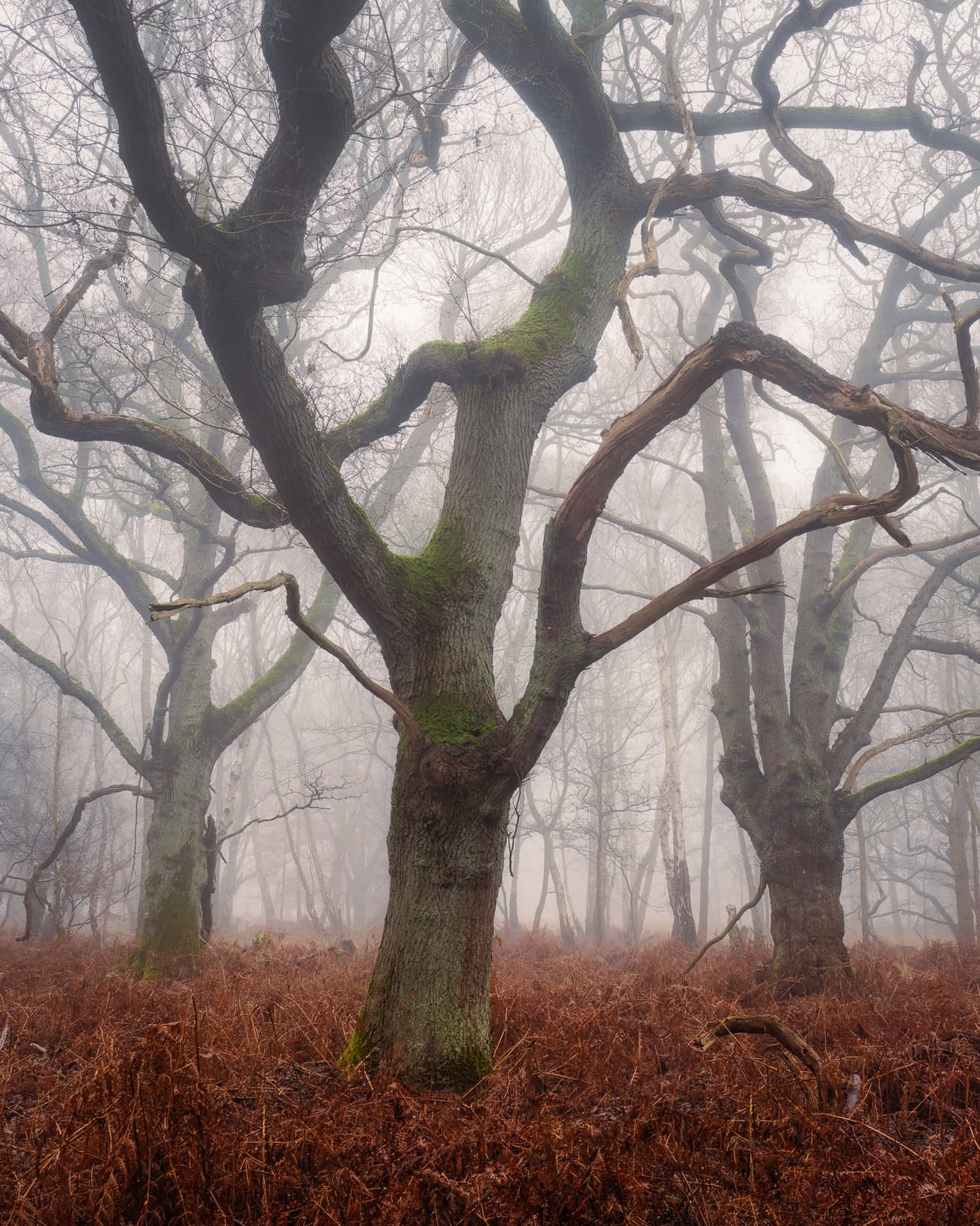_TSM4891-Edit3 Three gnarled oaks in thick fog at Epping Forest, with copper bracken covering the ground.