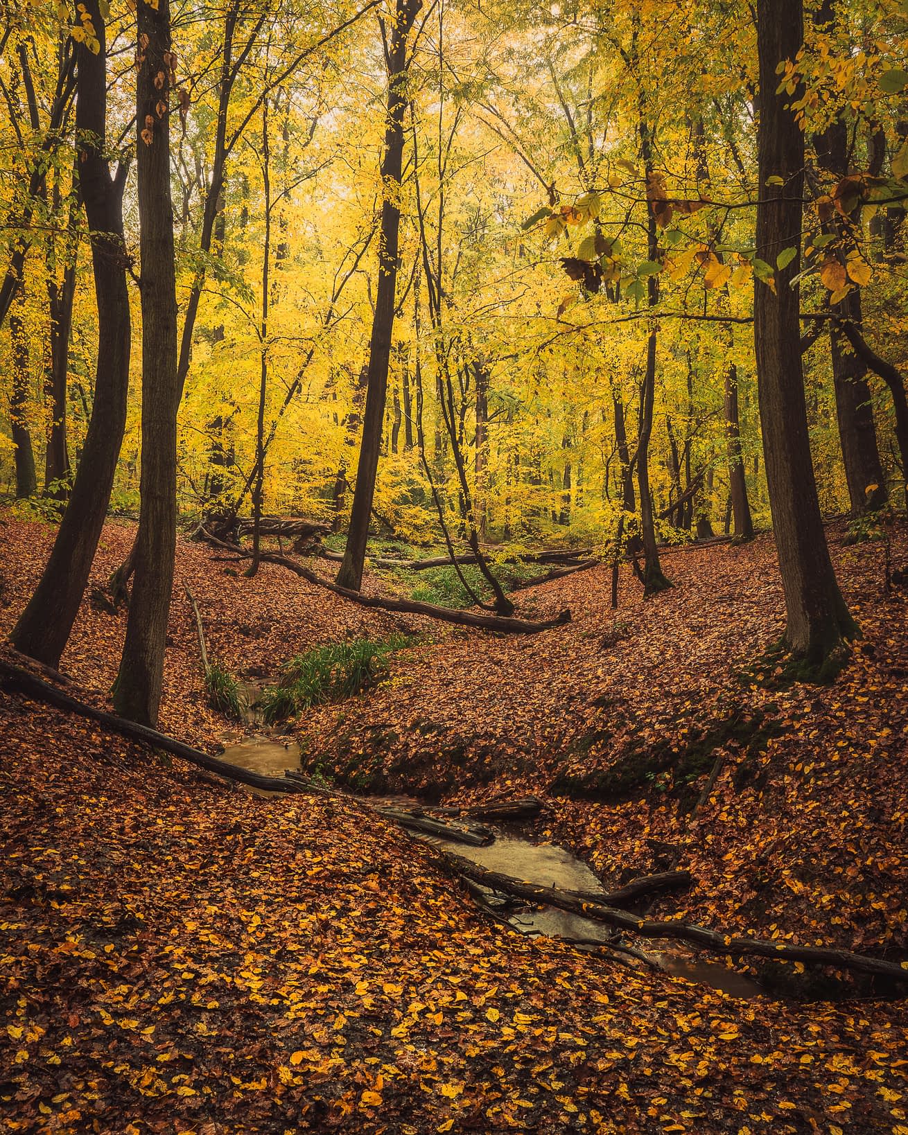 Meandering Autumn hornbeams and oaks above a leaf-filled ravine and stream, Broxbourne Woods