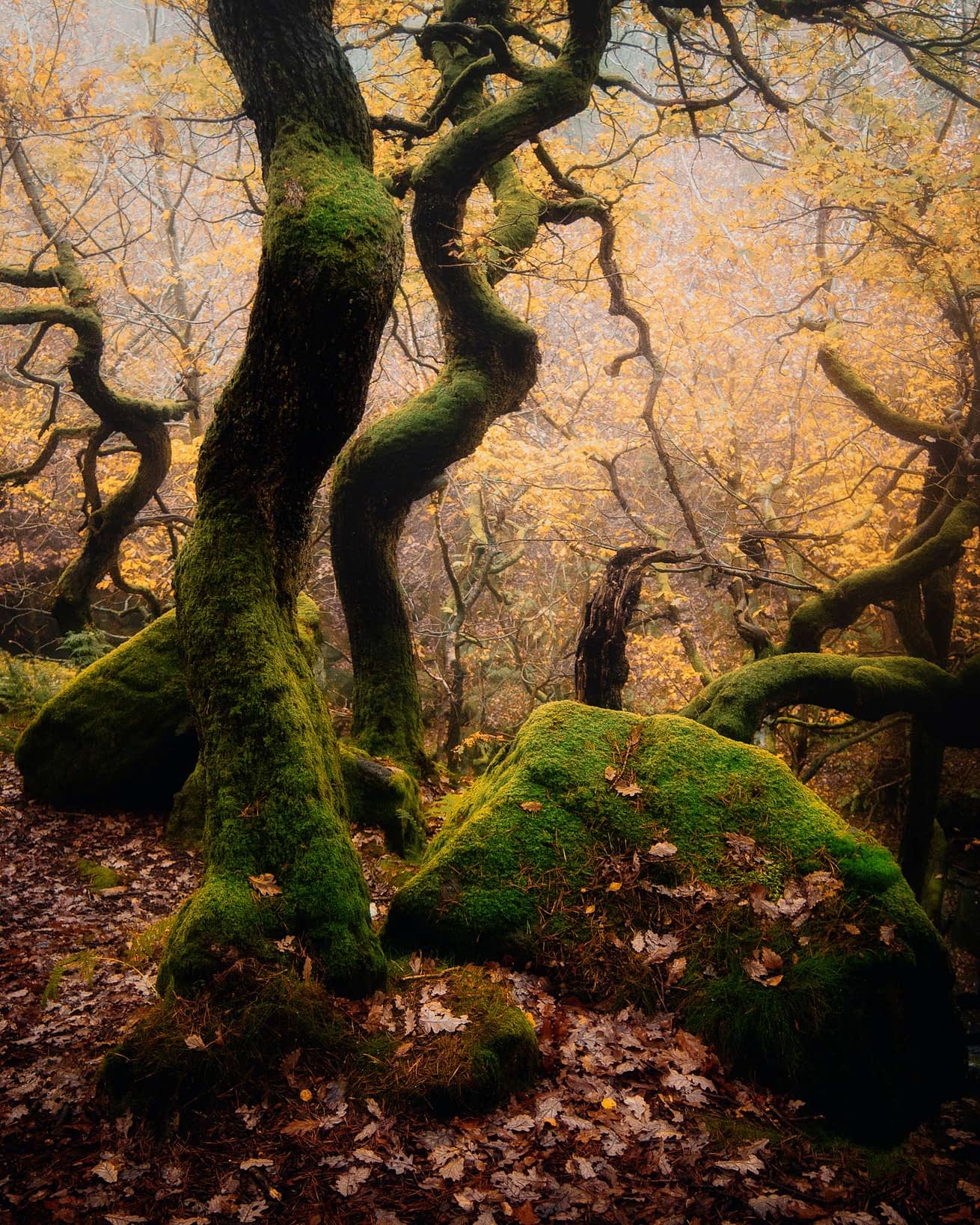 The Waltz Misty woodland scene with twisted tree trunks covered in green moss. The ground is strewn with brown fallen leaves. In the background, the trees boast autumnal yellow and orange leaves, lending warmth to the image. The atmosphere is serene and enchanting.