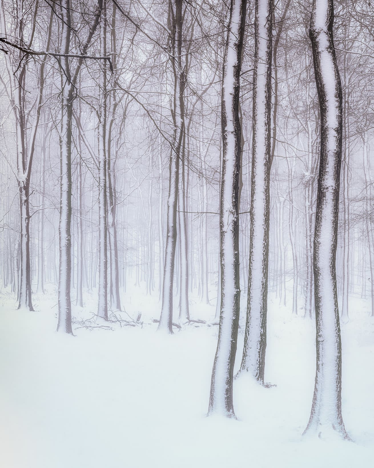 scan00163-Edit-Edit-Edit-Edit Thin snow-plastered trunks in white winter woodland at Dockey Wood, Ashridge Estate.