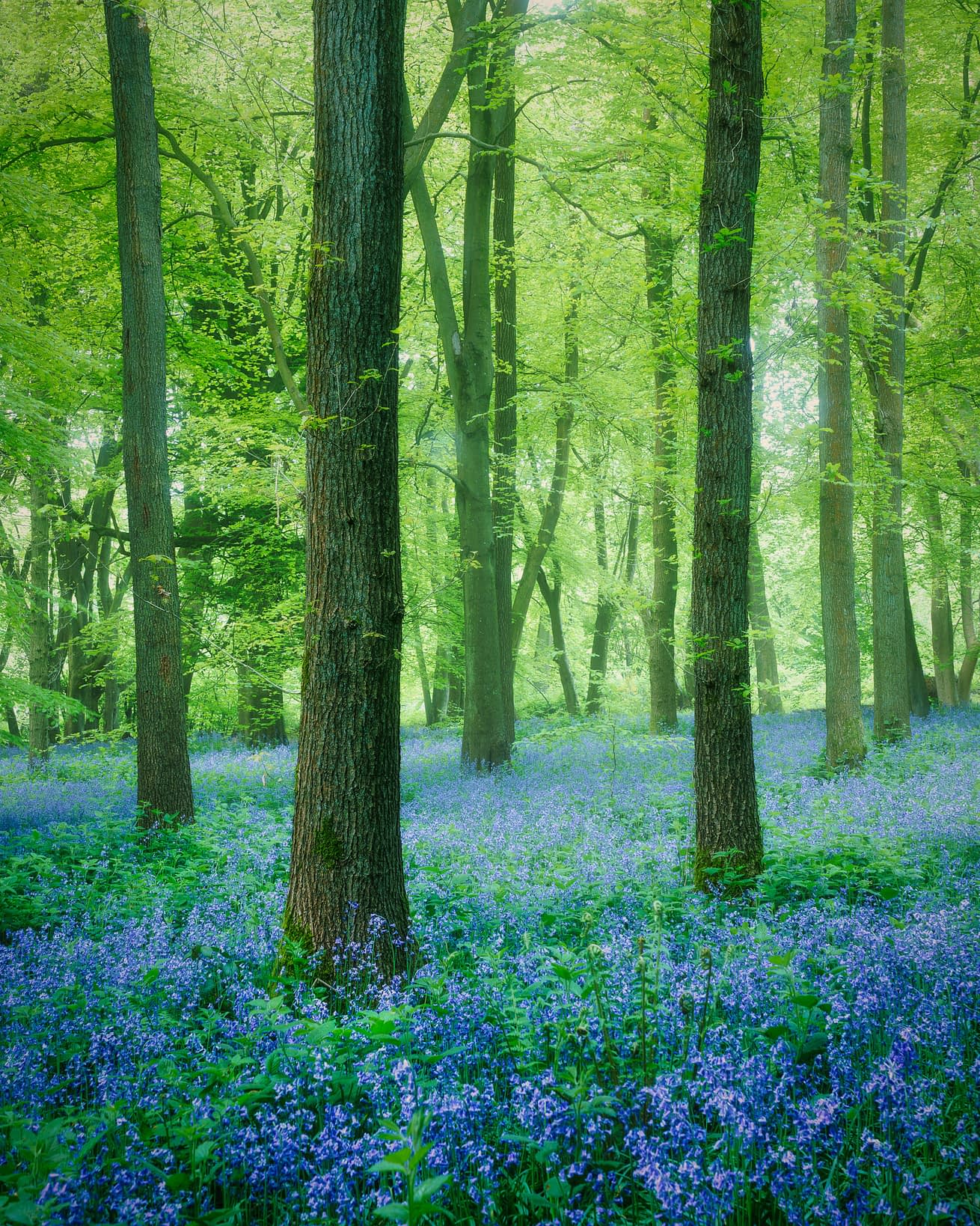 Tall trees with textured brown trunks rise in a lush forest, bluebells carpeting the ground in blue and green beneath the canopy.