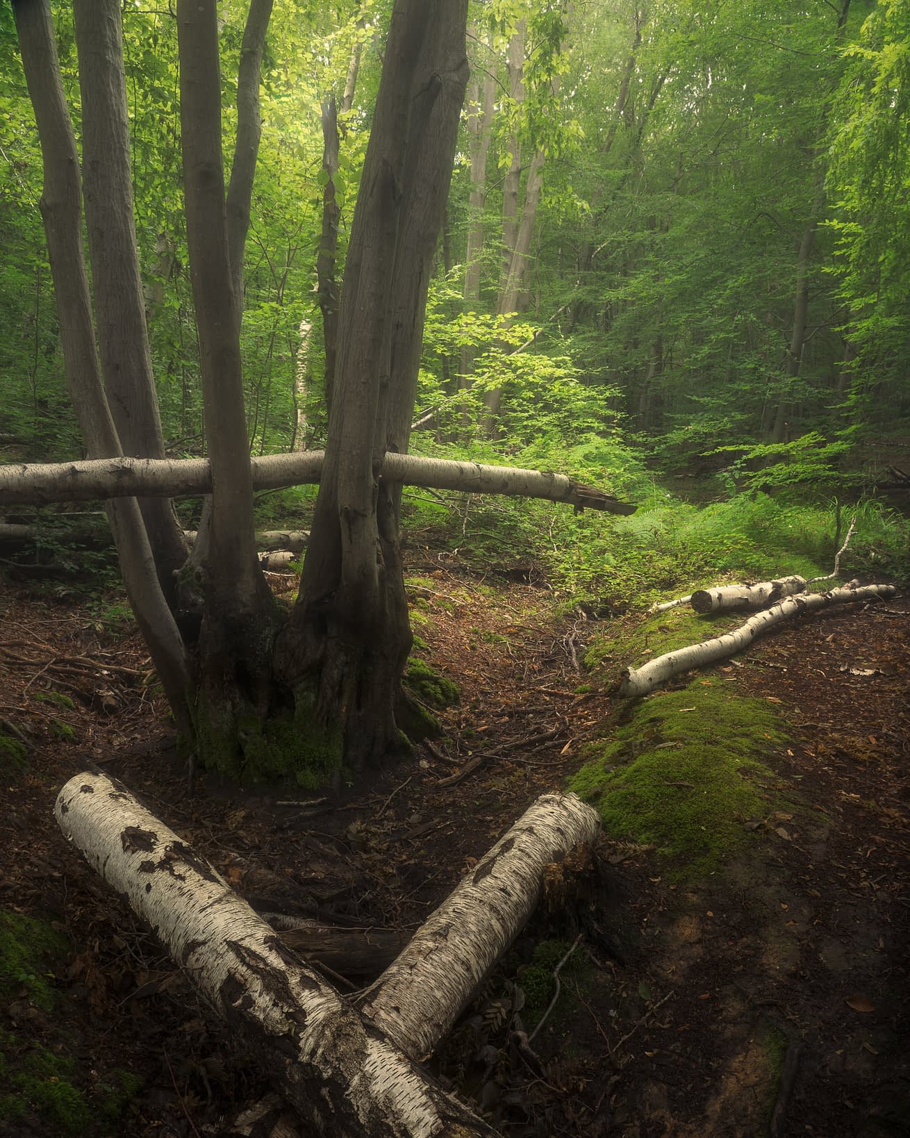 Catching The Fallen Multi-stemmed hornbeam coppice stool with fallen silver birch trunks, Broxbourne Woods