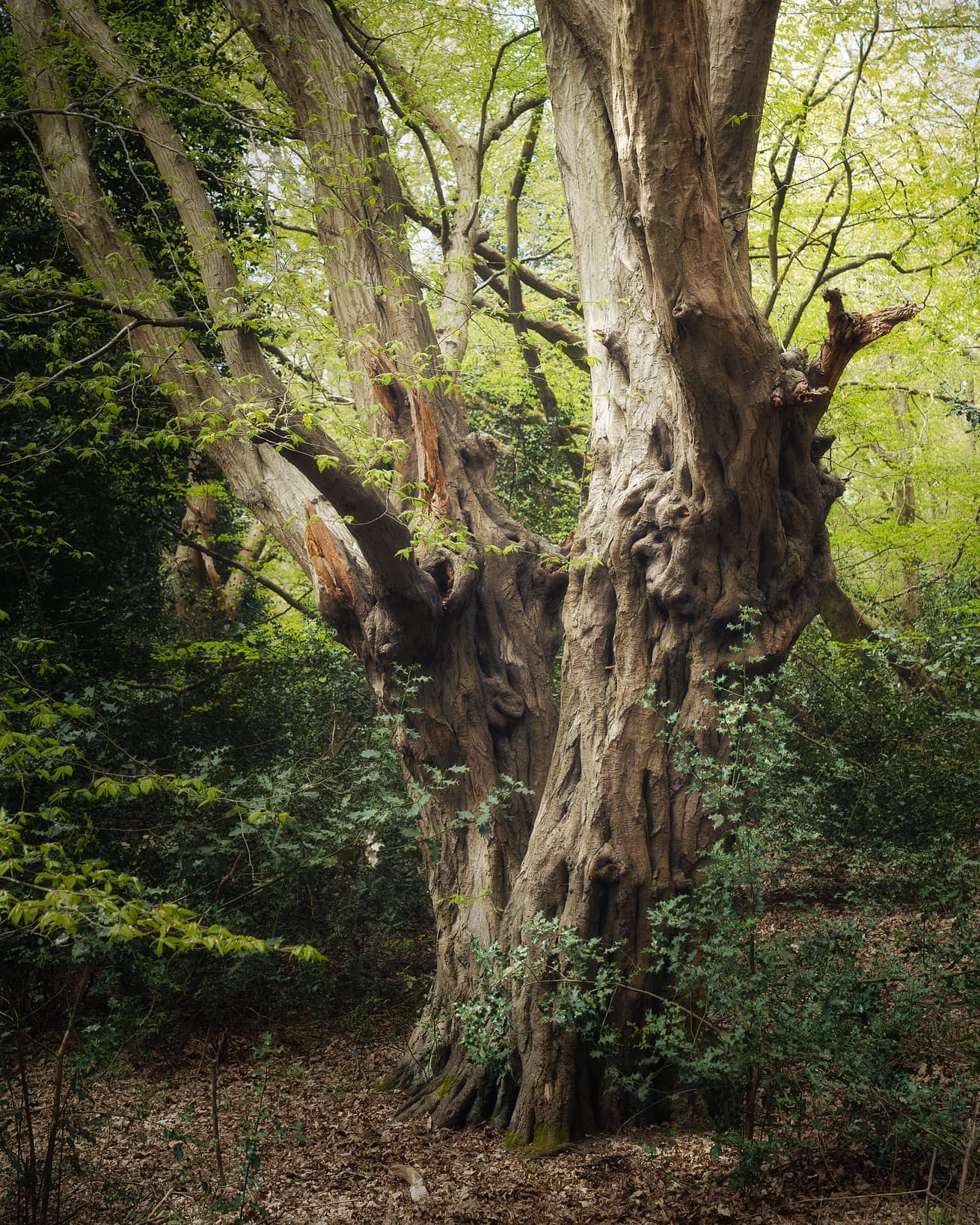Knuckles Gnarled trunk of an ancient hornbeam pollard in summer leaf